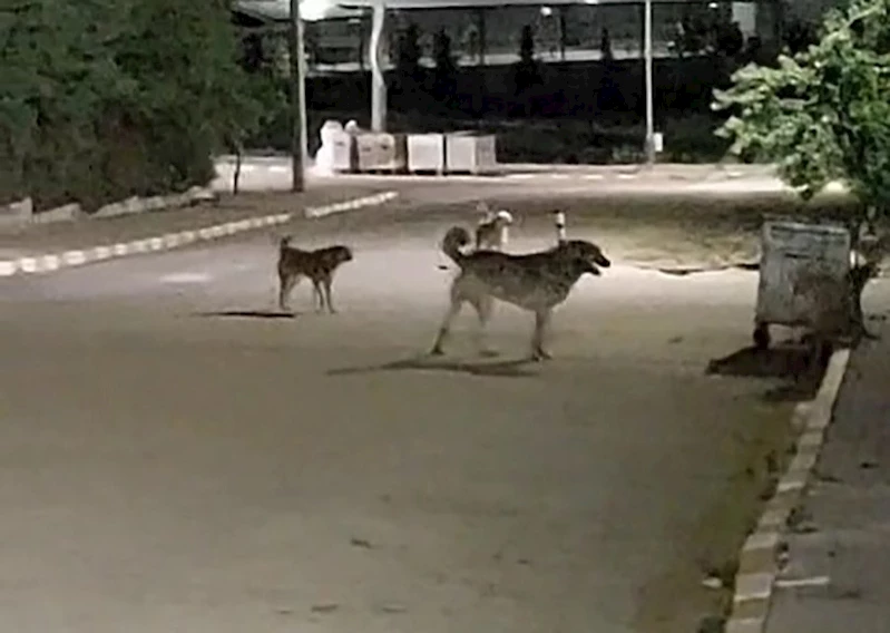 Malkara OSB’de gece saatlerinde toplanan köpekler tedirginliğe neden oluyor
