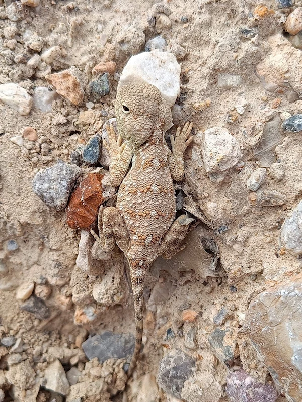 Erzincan’da nesli tükenme tehlikesi altındaki ‘Bozkır Keleri’ görüntülendi
