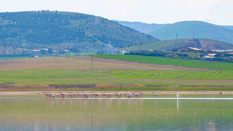 Gölbaşı flamingoları ağırlıyor

