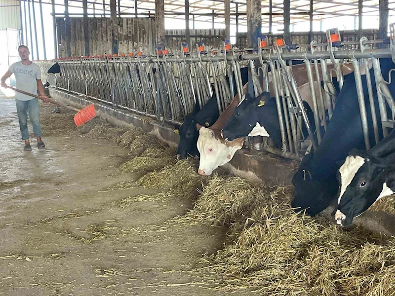 Süt üreticilerinden ’yem dayatması’na tepki
